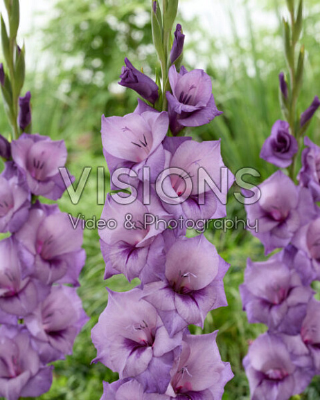 Гладиолус крупноцветковый Пёрпл Даймонд