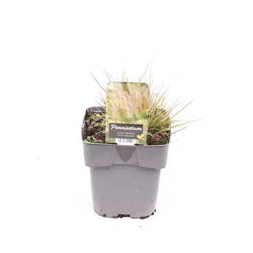 Pennisetum Al Little Bunny