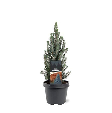 Picea Glauca Sander's Blue