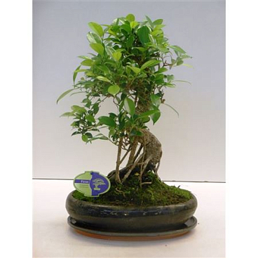 Bonsai Ficus Retusa Shape With Drip Tray