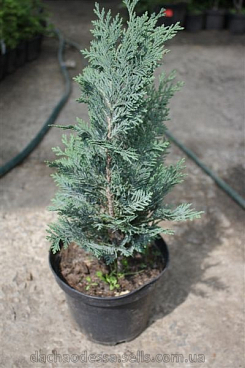 Кипарисовик лоусона Колумнарис Глаука