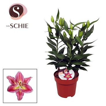 Lilium Or Reeleeze 4pp