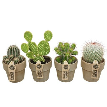 Cactus Mix In Grey Pot