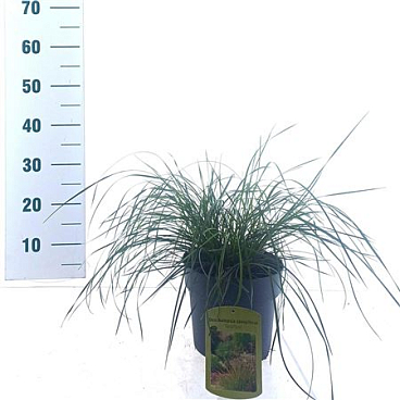 Deschampsia Cespitosa Tardiflora