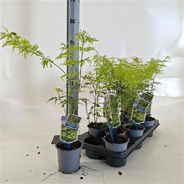 Acer Palm Seiryu