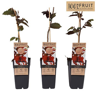 Corylus Rode Zellernoot