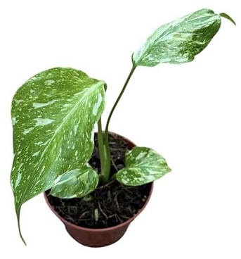 Monstera Electro Light