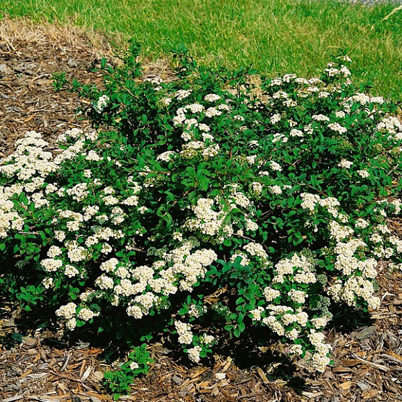 Спирея ниппонская Уайт Карпет в тубе