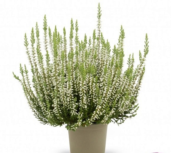 Каллуна обыкновенная Зилли