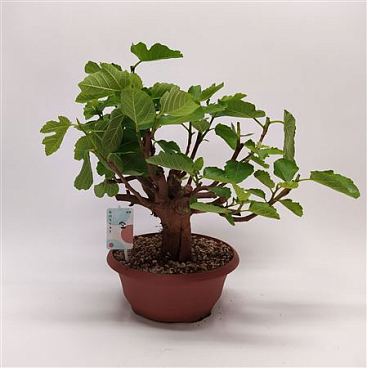 Bonsai Ficus Carica Outdoor