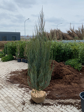 Можжевельник скальный Блю Арроу ком + горшок