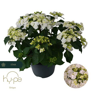 Hydrangea Ma Wedding Gown 10+ (hy-pe)