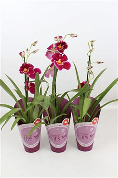 Miltonia 1st Purple Met Paarse Potcover