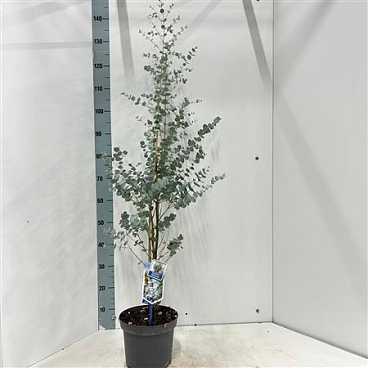 Eucalyptus Gunnii Silverana