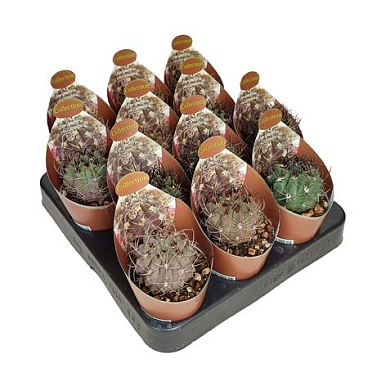 Neoporteria Paucicostata Potcover