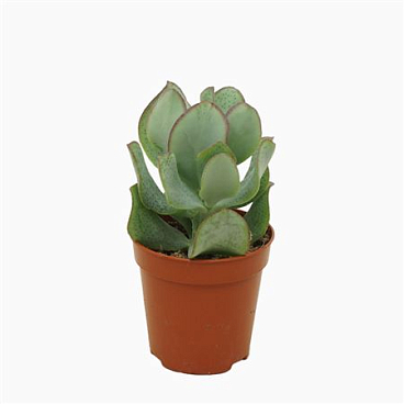 Crassula Arborescens