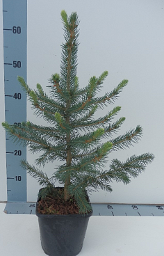 Ель колючая Глаука