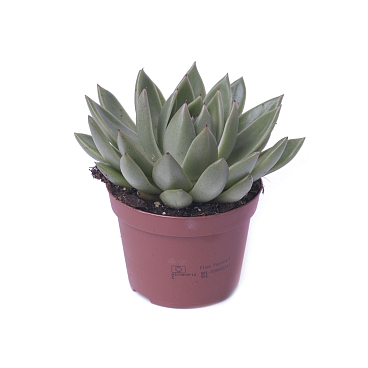 Эхеверия Агавоидес