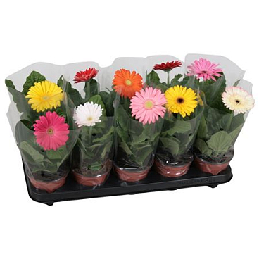 Gerbera Mix 1+ Blanco Sleeve