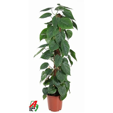Philodendron Scandens Mosspole