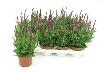 Salvia Deep Pink