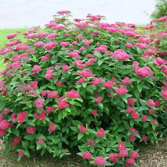 Спирея японская Дартс Ред в тубе