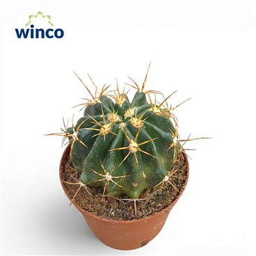 Ferocactus Echidne Var. Victoriensis