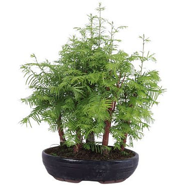 Bonsai Metasequoia Forest Oval Pot
