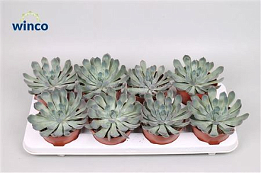 Echeveria Pulidonis Grey