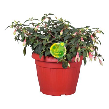 Fuchsia Bella In Patiopot Red