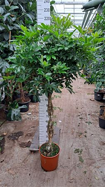 Schefflera Compacta Braided