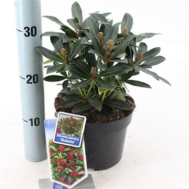 Skimmia Jap Rubesta