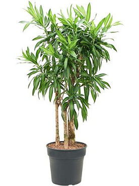 Drac Reflexa Song Of Jamaica Branched