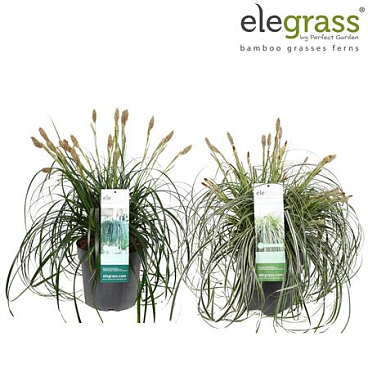 Carex Mix Shelf