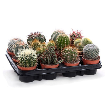 Кактус канарский Микс