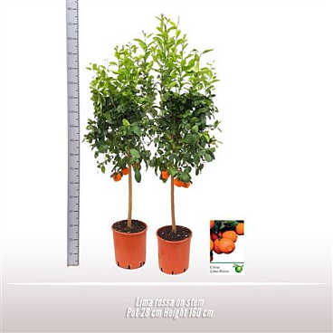 Citrus Aurantiifolia On Stem
