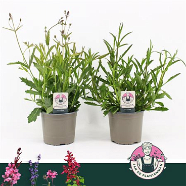 Verbena Mix Bonariensis & Rigida
