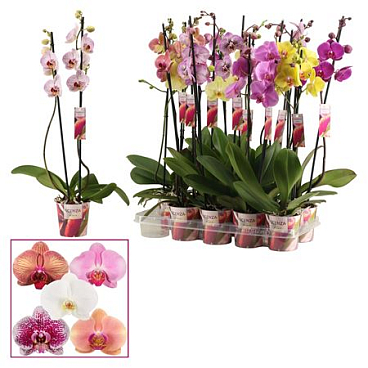 Phal 2st Mix 16+ Scenza