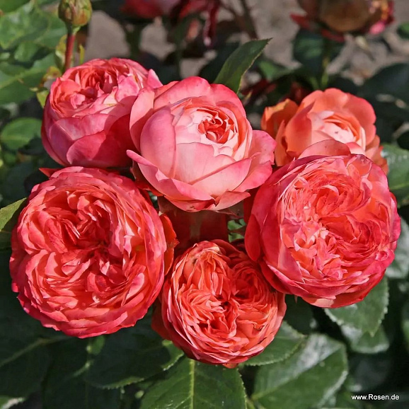 Роза миниатюрная Помпеи штамб 60