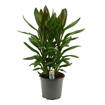 Cordyline Glauca 3pp