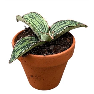Sansevieria Cleopatra