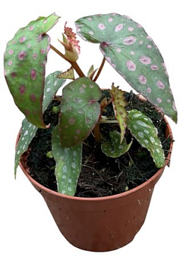 Begonia Malachosticta
