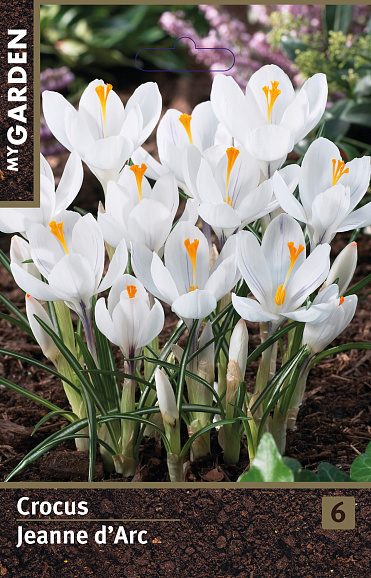 Крокус весенний Жанна Д'арк