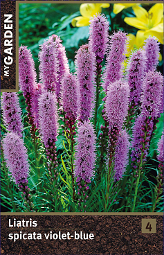 Лиатрис колосковая фиолетово-голубой