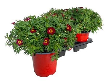 Argyranthemum Frut Red