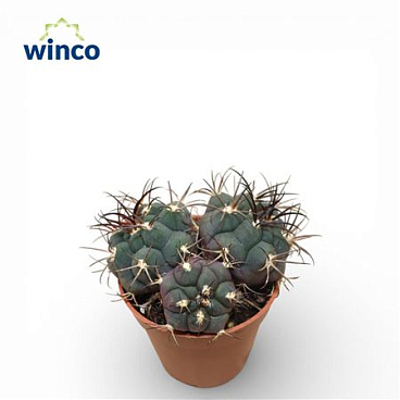 Gymnocalycium Pfanzi (group)