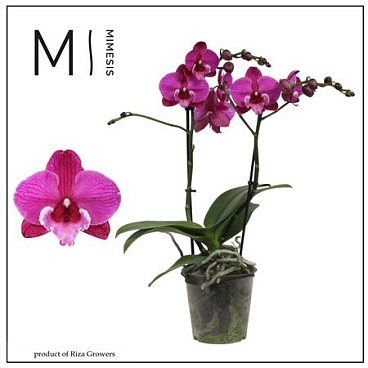 Phal 2st Black Bear (orchid Growers)