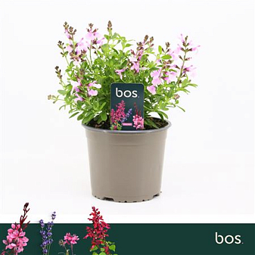 Salvia Greggii Mirage Soft Pink