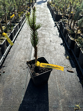 Ель обыкновенная Колумнарис