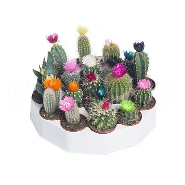 Кактус Микс (С Сухими Цветами) 19 шт.